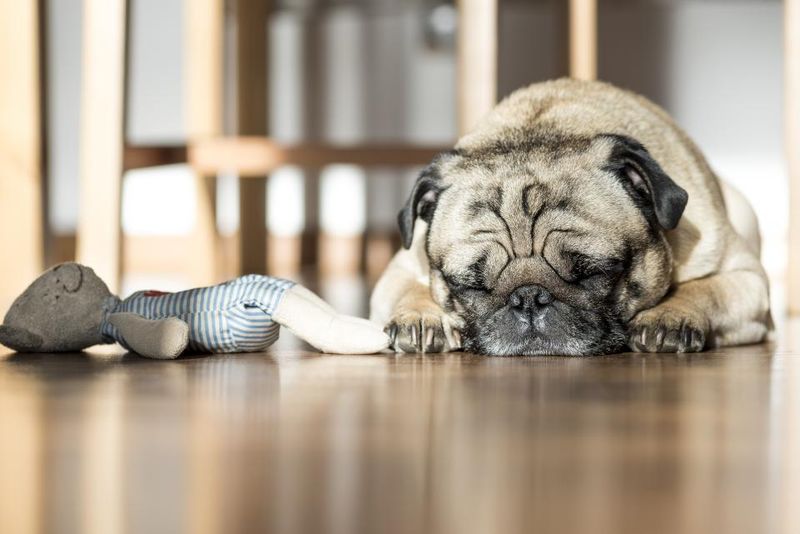 A pug asleep on a wooden floor next to a soft toy